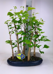 Ginkgo biloba