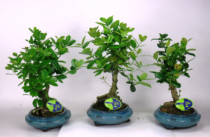 Ilex fortunei