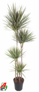 Dracaena marginata Bicolor