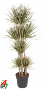 Dracaena marginata Bicolor