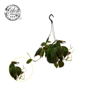 Philodendron micans