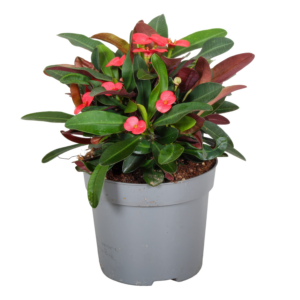 Euphorbia (Milii Grp) Maxi Olympia