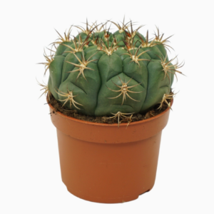 Gymnocalycium saglionis