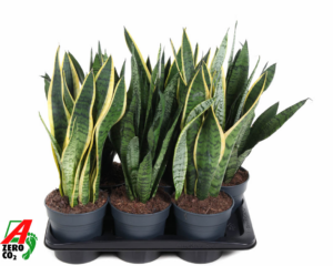 Sansevieria trifasciata mix