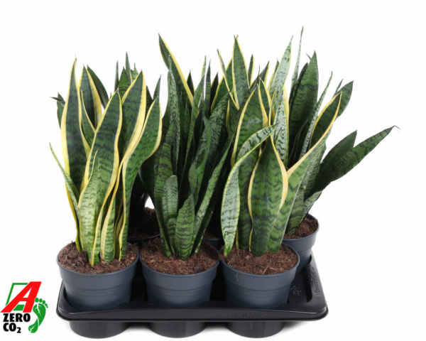 Sansevieria trifasciata mix