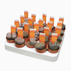 Lithops sp.