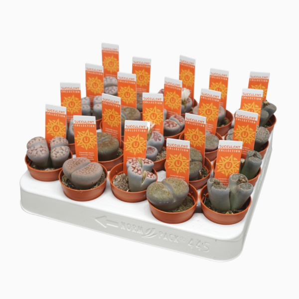 Lithops sp.