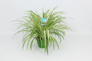 Chlorophytum comosum 'Vittatum'