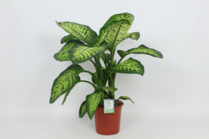 Dieffenbachia seguine Lemon Tropic