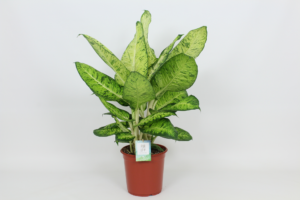 Dieffenbachia 'White Amazon'