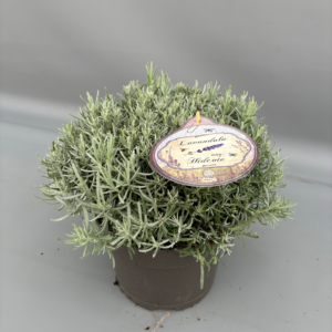 Lavandula angustifolia 'Hidcote'