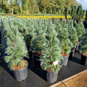 Pinus flexilis Van de Wolfs Pyramid