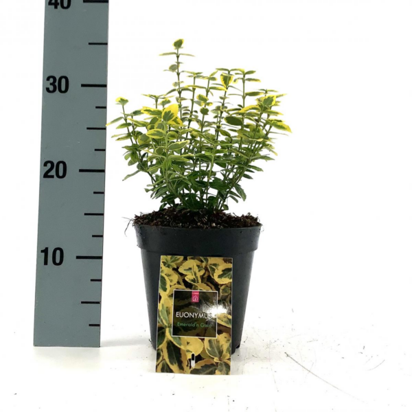 Euonymus fortunei 'Emerald 'n' Gold'