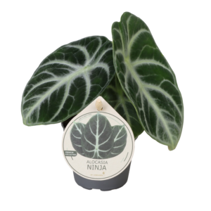 Alocasia Ninja
