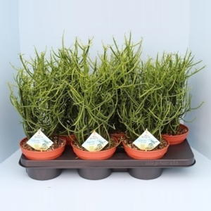 Euphorbia tirucalli