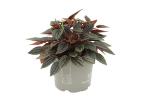 Peperomia caperata 'Lima'