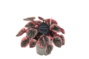 Peperomia obtusifolia 'Abricos'