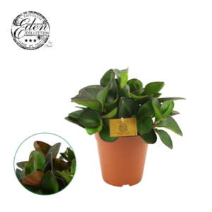 Peperomia clusiifolia 'Red Margin'
