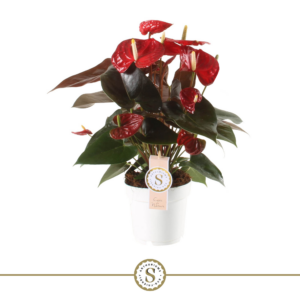 Anthurium 'Coral Champion'