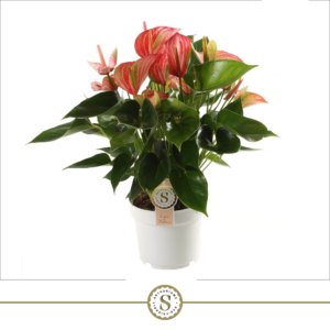 Anthurium 'Livium Red'