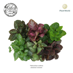 Episcia mix