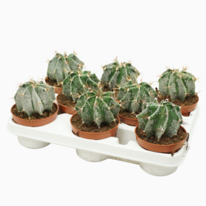 Astrophytum ornatum