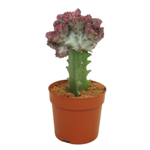 Euphorbia lactea