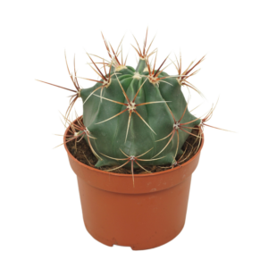 Ferocactus histrix