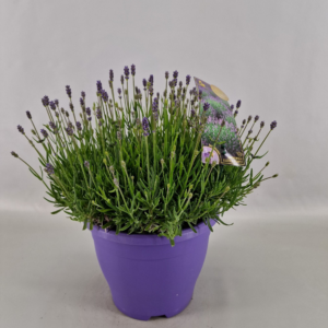 Lavandula angustifolia 'Essence Purple'
