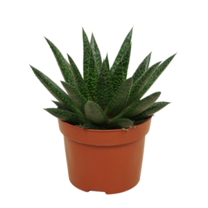 Gasteria 'D Due'