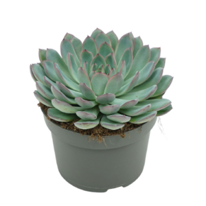 Echeveria 'Apus'