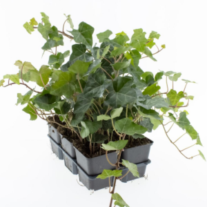 Senecio herreianus 'Purple Flush'