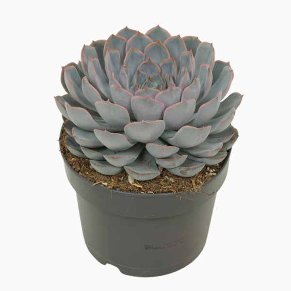 Echeveria 'Orion'