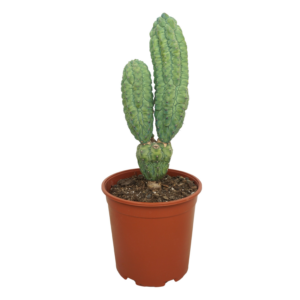 Myrtillocactus geometrizans cv. 'Glorp'