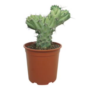 Cereus overig