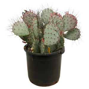 Opuntia macrocentra Negra