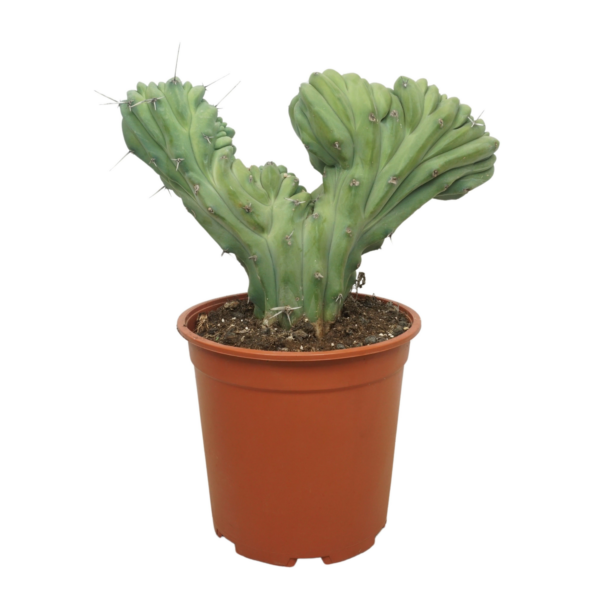 Myrtillocactus geometrizans cristaat