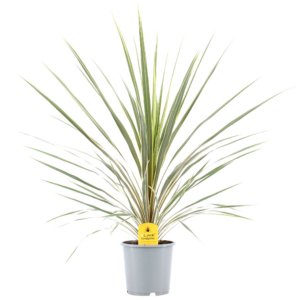 Cordyline australis 'Variegata'