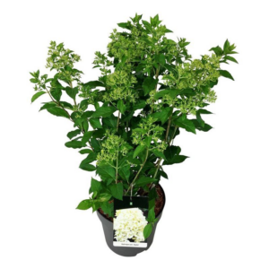 Hydrangea paniculata 'Skyfall'