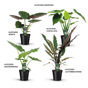 Alocasia mix