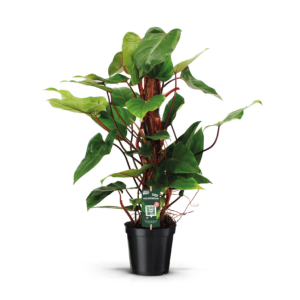 Philodendron 'Red Emerald'