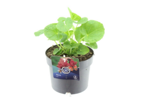 Alcea rosea Chart. Double Scarlet