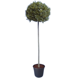 Laurus nobilis