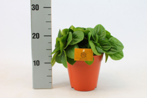 Peperomia albovittata 'Rana Verde'