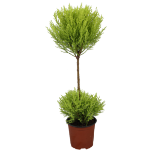 Cupressus Goldcrest Wilma