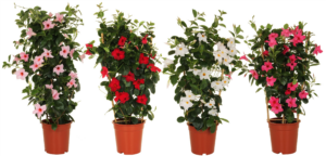 Mandevilla (Dipladenia) Sundaville mix