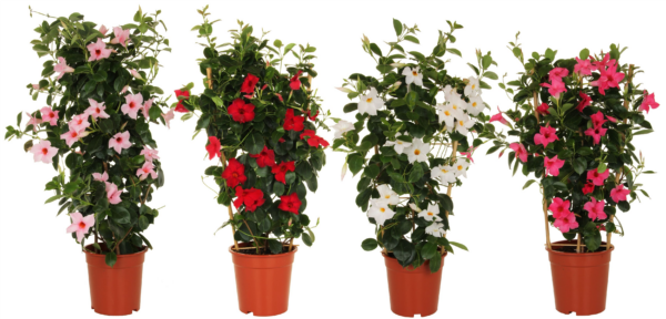 Mandevilla (Dipladenia) Sundaville mix
