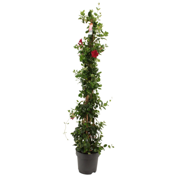 Sundaville (Dipladenia) Red