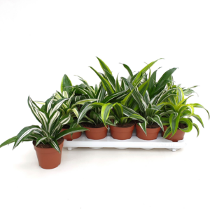 Dracaena Dragonmix