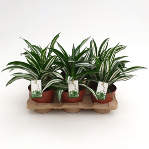 Dracaena fragrans White Green
